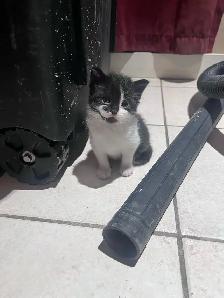 FREE KITTENS