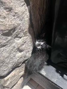 FREE KITTENS - Photo 2