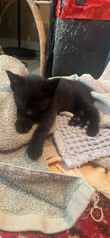 FREE KITTENS - Photo 3