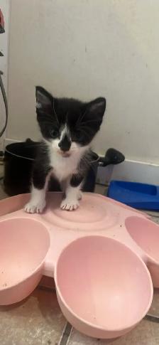 FREE KITTENS - Photo 4