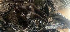 FREE KITTENS - Photo 5