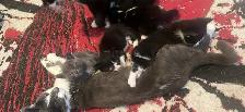 FREE KITTENS - Photo 6