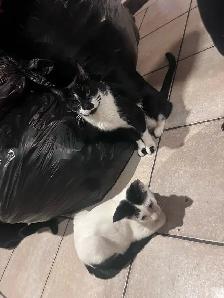 FREE KITTENS - Photo 7