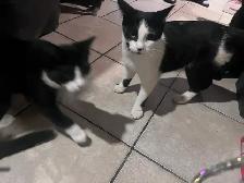 FREE KITTENS - Photo 8