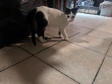 FREE KITTENS - Photo 9