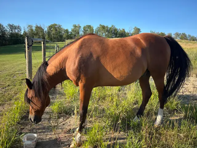 Polish Arab (Gelding)