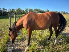 Polish Arab (Gelding)
