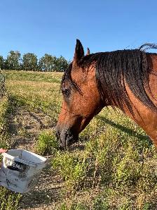 Polish Arab (Gelding) - Photo 2
