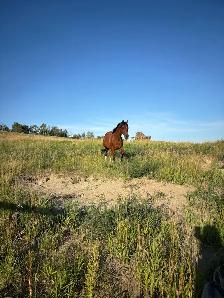 Polish Arab (Gelding) - Photo 3