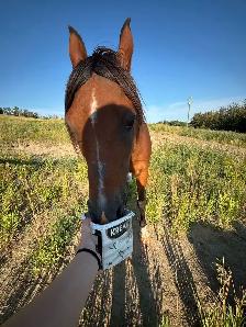 Polish Arab (Gelding) - Photo 4