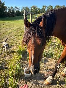 Polish Arab (Gelding) - Photo 5