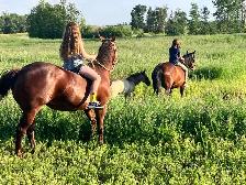 Polish Arab (Gelding) - Photo 6