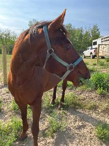 Polish Arab (Gelding) - Photo 7