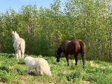 Polish Arab (Gelding) - Photo 8