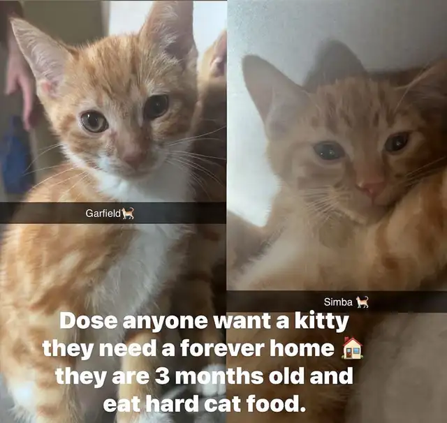 free kittens