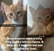 free kittens
