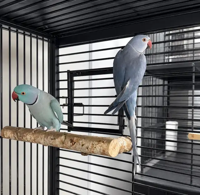 INDIAN RINGNECK PARROTS FOR SALE