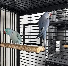 INDIAN RINGNECK PARROTS FOR SALE