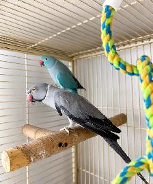 INDIAN RINGNECK PARROTS FOR SALE - Photo 2