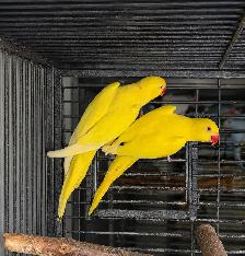 INDIAN RINGNECK PARROTS FOR SALE - Photo 3