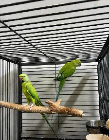 INDIAN RINGNECK PARROTS FOR SALE - Photo 4