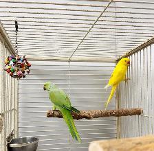 INDIAN RINGNECK PARROTS FOR SALE - Photo 5