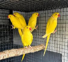 INDIAN RINGNECK PARROTS FOR SALE - Photo 6