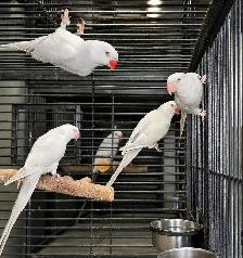 INDIAN RINGNECK PARROTS FOR SALE - Photo 7