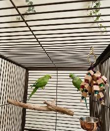 INDIAN RINGNECK PARROTS FOR SALE - Photo 8