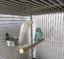 INDIAN RINGNECK PARROTS FOR SALE - Photo 9