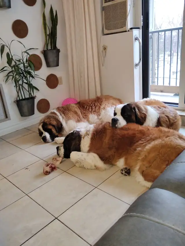 Dog groomer needed for 3 St Bernards