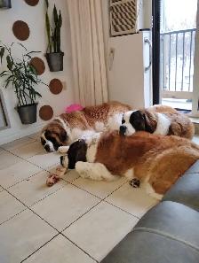 Dog groomer needed for 3 St Bernards