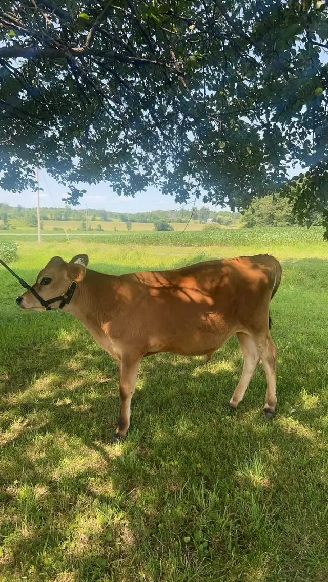 8 month old Jersey/Angus bull mix for sale