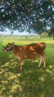 8 month old Jersey/Angus bull mix for sale