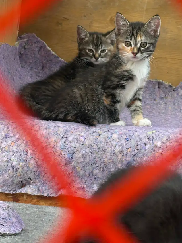 Kittens -ready for their forever homes.