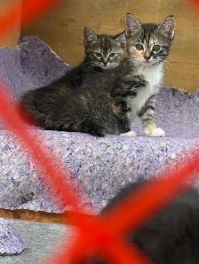 Kittens -ready for their forever homes.