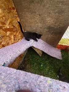 Kittens -ready for their forever homes. - Photo 4