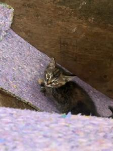 Kittens -ready for their forever homes. - Photo 5