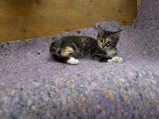 Kittens -ready for their forever homes. - Photo 6