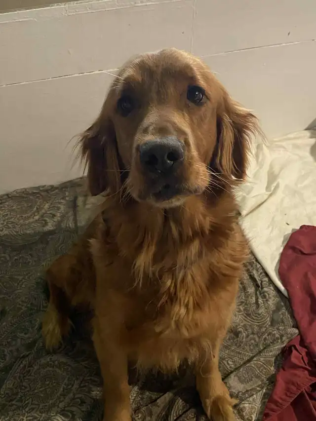 Golden Retriever Puppies