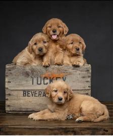 Golden Retriever Puppies - Photo 2