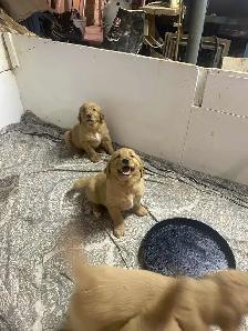 Golden Retriever Puppies - Photo 3