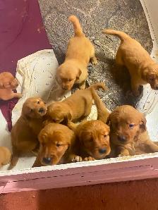 Golden Retriever Puppies - Photo 4