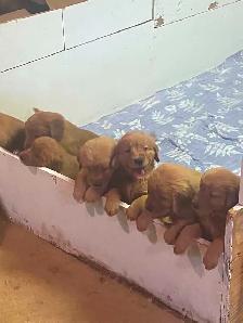 Golden Retriever Puppies - Photo 5