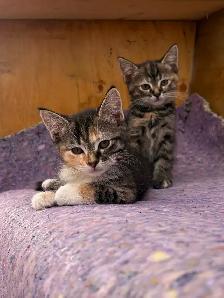 Kittens -ready for their forever homes.