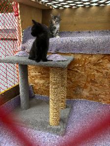 Kittens -ready for their forever homes. - Photo 3