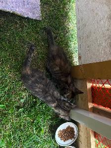 Kittens -ready for their forever homes. - Photo 5