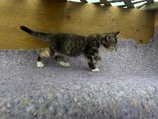 Kittens -ready for their forever homes. - Photo 8