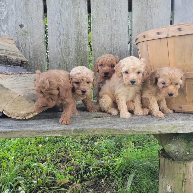Mini Goldendoodles for Sale