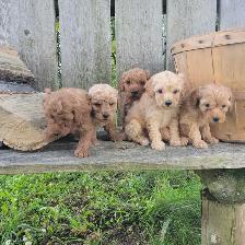 Mini Goldendoodles for Sale
